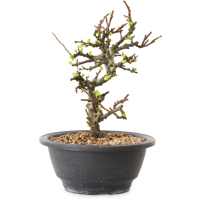 Chaenomeles speciosa à fleurs blanches, 16 cm, ± 12 ans