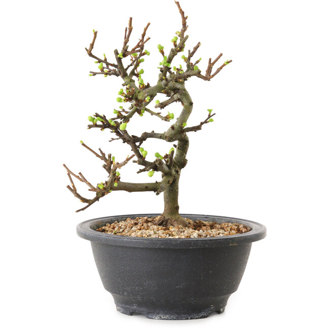 Chaenomeles speciosa with white flowers, 16 cm, ± 12 years old