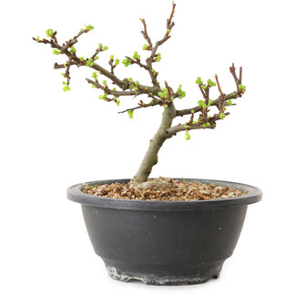 Chaenomeles speciosa à fleurs blanches, 16 cm, ± 12 ans