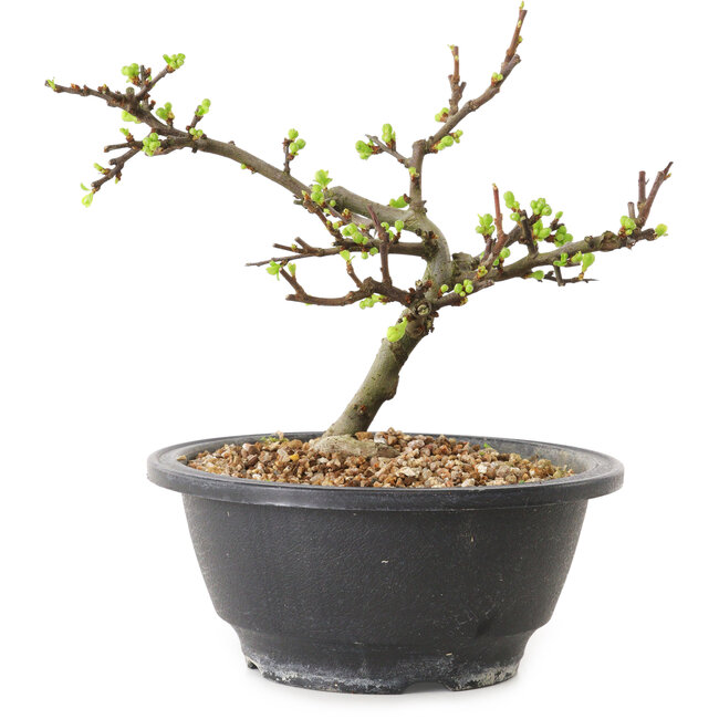 Chaenomeles speciosa with white flowers, 16 cm, ± 12 years old