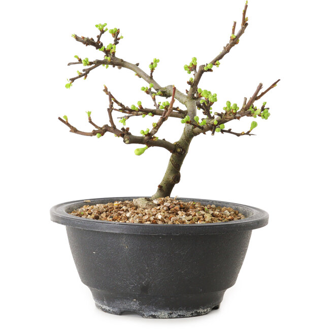 Chaenomeles speciosa con fiori bianchi, 16 cm, ± 12 anni di età