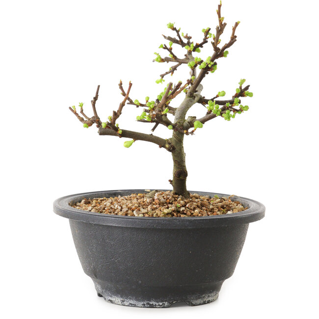 Chaenomeles speciosa mit weißen Blüten, 16 cm, ± 12 Jahre alt