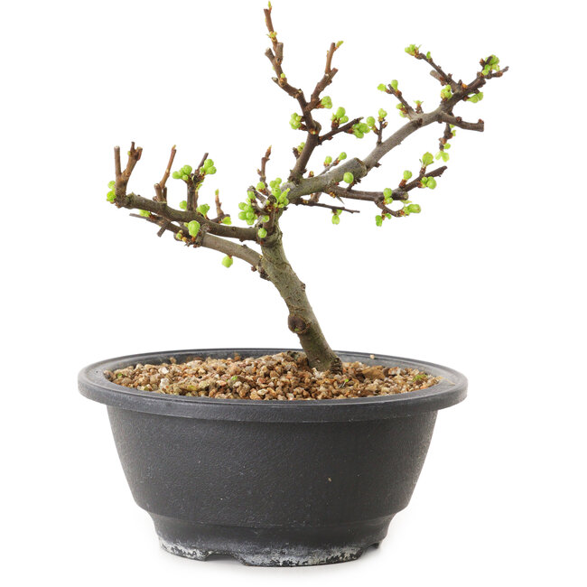 Chaenomeles speciosa met witte bloemen, 16 cm, ± 12 jaar oud