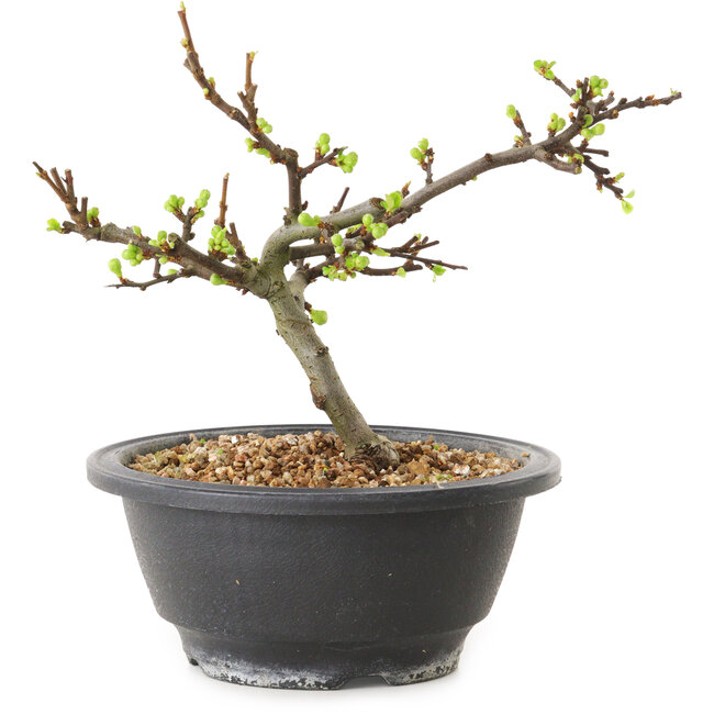 Chaenomeles speciosa con flores blancas, 16 cm, ± 12 años de edad.