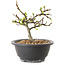Chaenomeles speciosa mit weißen Blüten, 16 cm, ± 12 Jahre alt