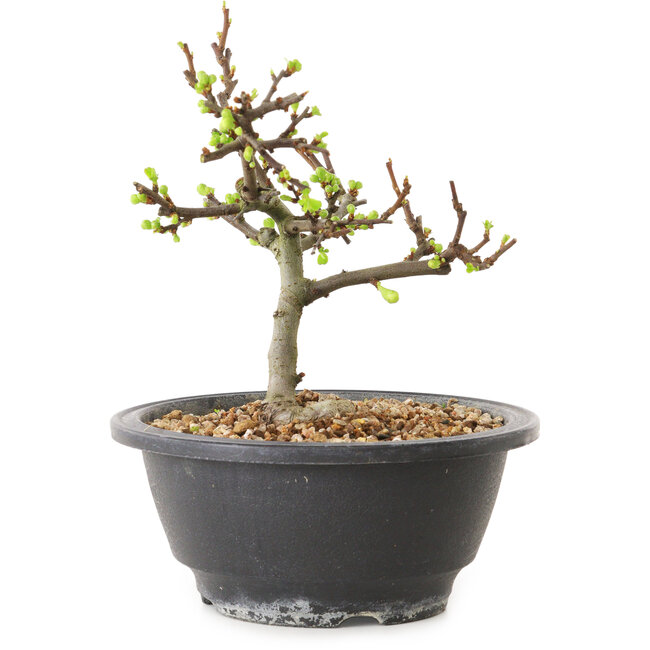 Chaenomeles speciosa con fiori bianchi, 16 cm, ± 12 anni di età