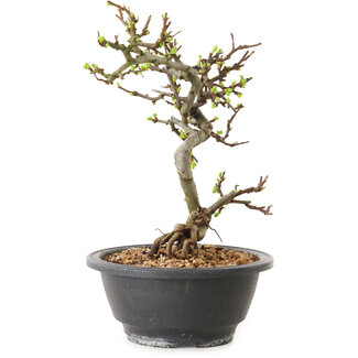 Chaenomeles speciosa con flores blancas, 16 cm, ± 12 años de edad.