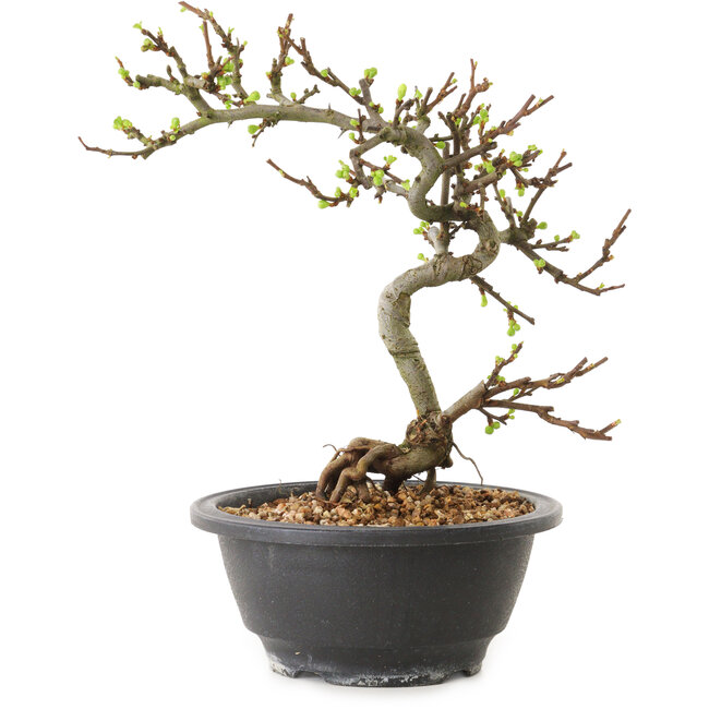 Chaenomeles speciosa à fleurs blanches, 16 cm, ± 12 ans