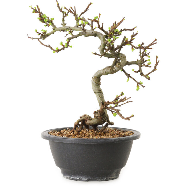 Chaenomeles speciosa con flores blancas, 16 cm, ± 12 años de edad.