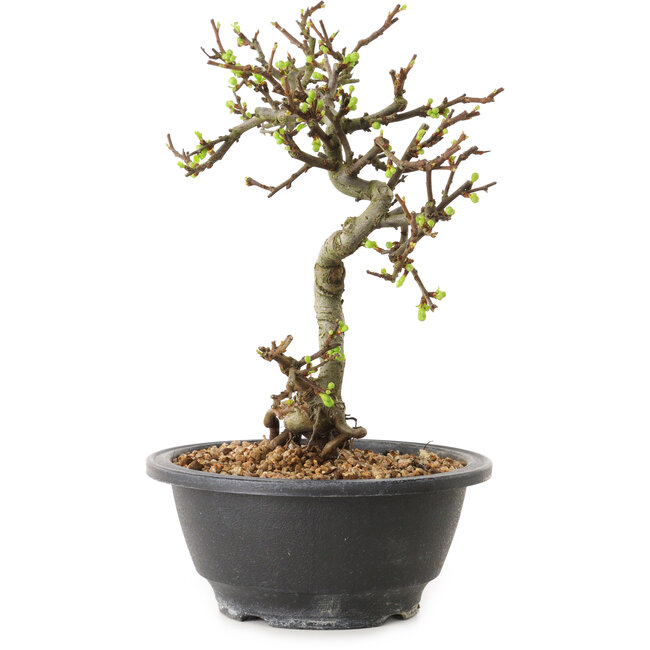 Chaenomeles speciosa à fleurs blanches, 16 cm, ± 12 ans