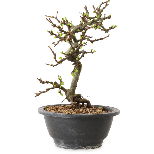 Chaenomeles speciosa à fleurs blanches, 16 cm, ± 12 ans