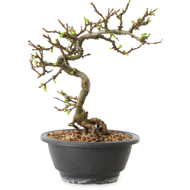 Chaenomeles speciosa con fiori bianchi, 16 cm, ± 12 anni di età