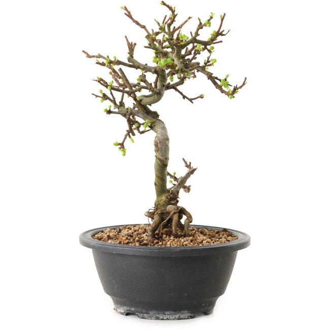 Chaenomeles speciosa con fiori bianchi, 16 cm, ± 12 anni di età