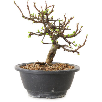 Chaenomeles speciosa con flores blancas, 16 cm, ± 12 años de edad.