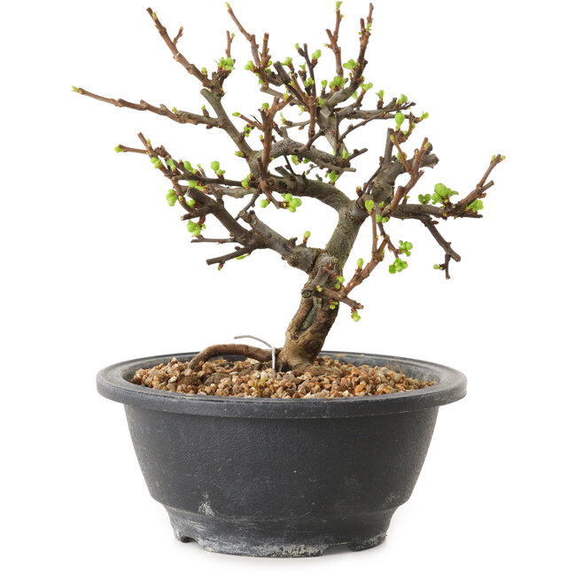 Chaenomeles speciosa con fiori bianchi, 16 cm, ± 12 anni di età