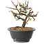 Chaenomeles speciosa con fiori bianchi, 16 cm, ± 12 anni di età