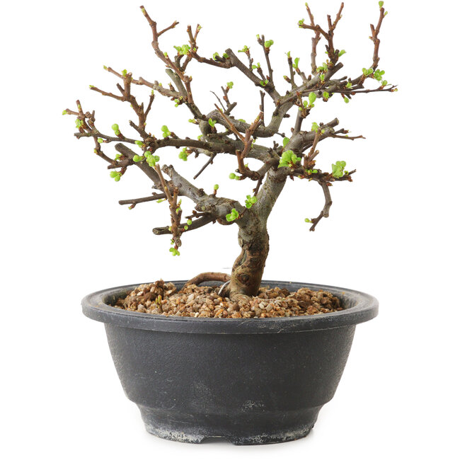 Chaenomeles speciosa à fleurs blanches, 16 cm, ± 12 ans