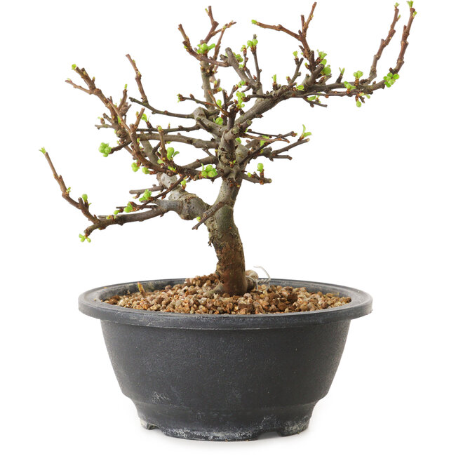 Chaenomeles speciosa con fiori bianchi, 16 cm, ± 12 anni di età