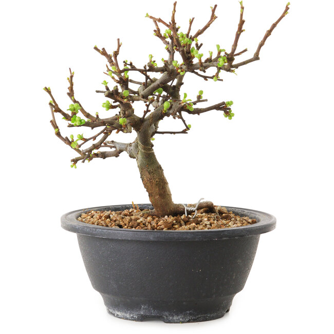 Chaenomeles speciosa con fiori bianchi, 16 cm, ± 12 anni di età