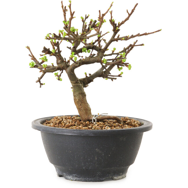 Chaenomeles speciosa à fleurs blanches, 16 cm, ± 12 ans