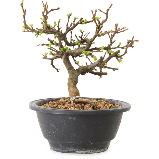 Chaenomeles speciosa con flores blancas, 16 cm, ± 12 años de edad.