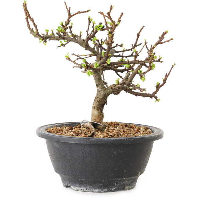 Chaenomeles speciosa con fiori bianchi, 16 cm, ± 12 anni di età