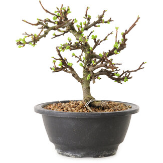 Chaenomeles speciosa con flores blancas, 16 cm, ± 12 años de edad.