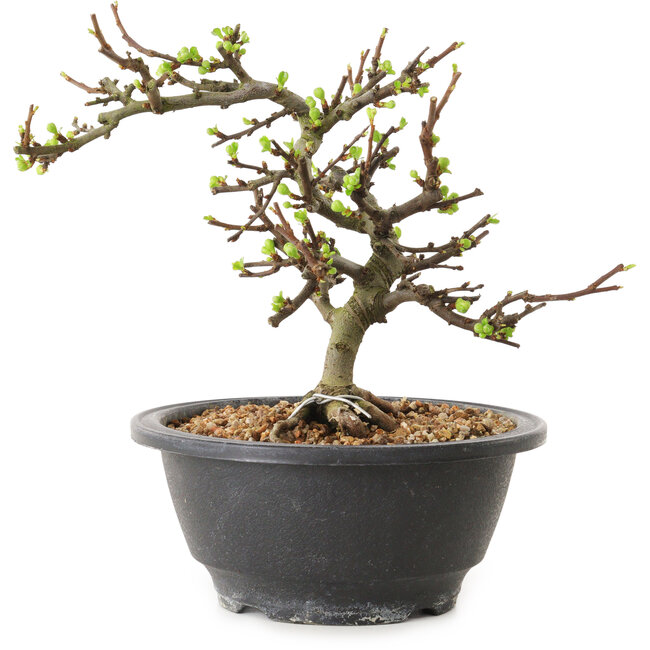 Chaenomeles speciosa mit weißen Blüten, 16 cm, ± 12 Jahre alt