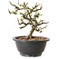 Chaenomeles speciosa met witte bloemen, 16 cm, ± 12 jaar oud