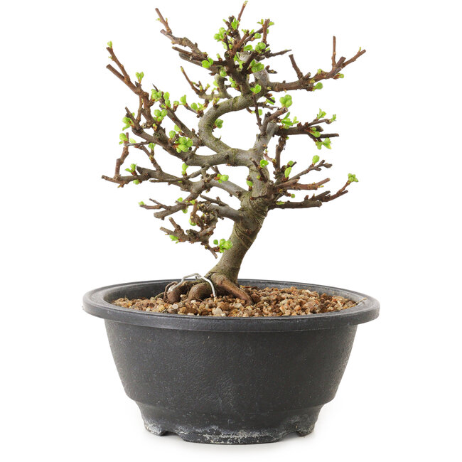 Chaenomeles speciosa mit weißen Blüten, 16 cm, ± 12 Jahre alt