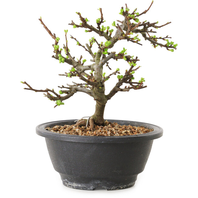 Chaenomeles speciosa mit weißen Blüten, 16 cm, ± 12 Jahre alt