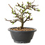 Chaenomeles speciosa met witte bloemen, 16 cm, ± 12 jaar oud