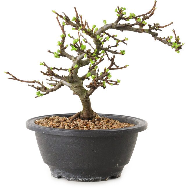 Chaenomeles speciosa mit weißen Blüten, 16 cm, ± 12 Jahre alt