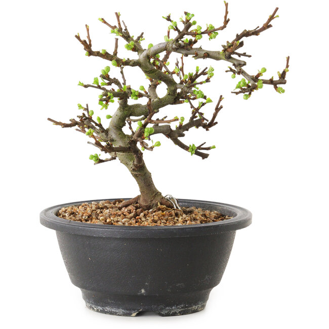 Chaenomeles speciosa con fiori bianchi, 16 cm, ± 12 anni di età