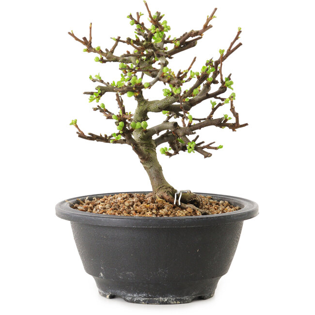 Chaenomeles speciosa with white flowers, 16 cm, ± 12 years old