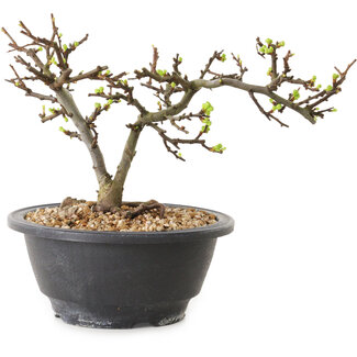 Chaenomeles speciosa con flores blancas, 16 cm, ± 12 años de edad.