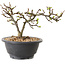 Chaenomeles speciosa met witte bloemen, 16 cm, ± 12 jaar oud