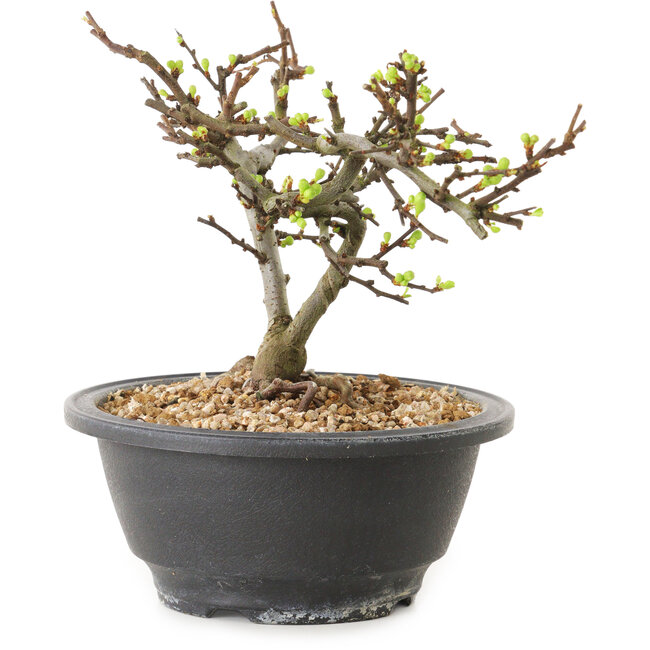 Chaenomeles speciosa mit weißen Blüten, 16 cm, ± 12 Jahre alt