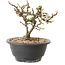 Chaenomeles speciosa with white flowers, 16 cm, ± 12 years old