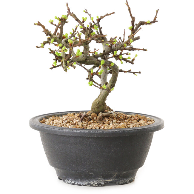 Chaenomeles speciosa à fleurs blanches, 16 cm, ± 12 ans