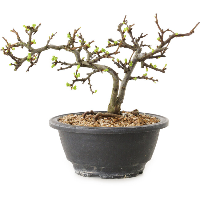 Chaenomeles speciosa con fiori bianchi, 16 cm, ± 12 anni di età