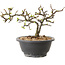 Chaenomeles speciosa mit weißen Blüten, 16 cm, ± 12 Jahre alt