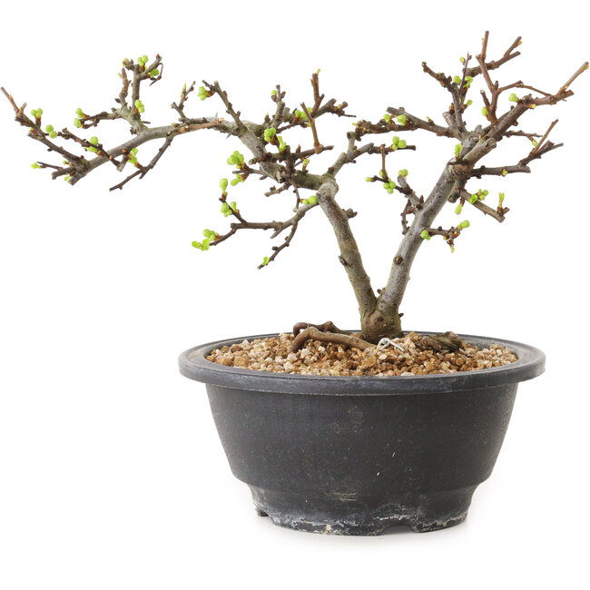 Chaenomeles speciosa con fiori bianchi, 16 cm, ± 12 anni di età