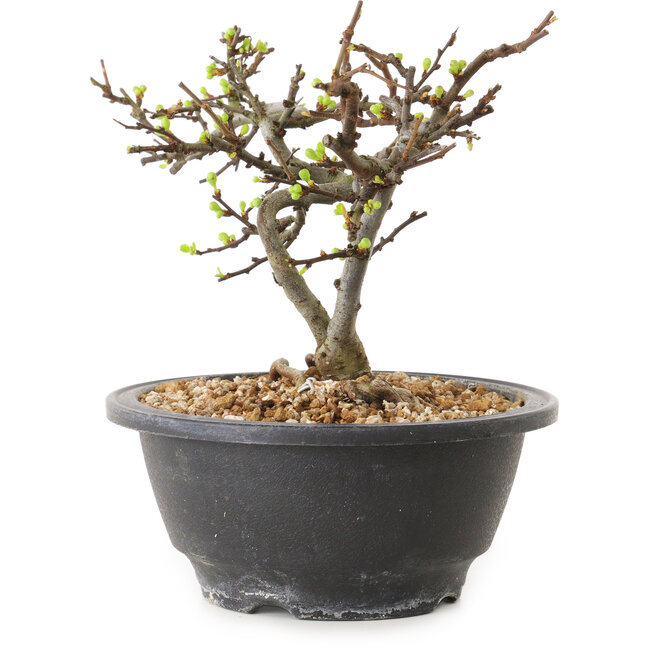 Chaenomeles speciosa met witte bloemen, 16 cm, ± 12 jaar oud