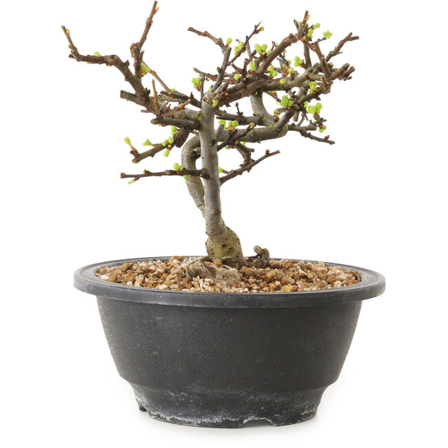 Chaenomeles speciosa met witte bloemen, 16 cm, ± 12 jaar oud