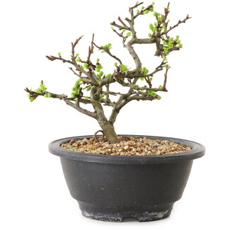 Chaenomeles speciosa con fiori bianchi, 16 cm, ± 12 anni di età