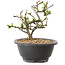 Chaenomeles speciosa mit weißen Blüten, 16 cm, ± 12 Jahre alt