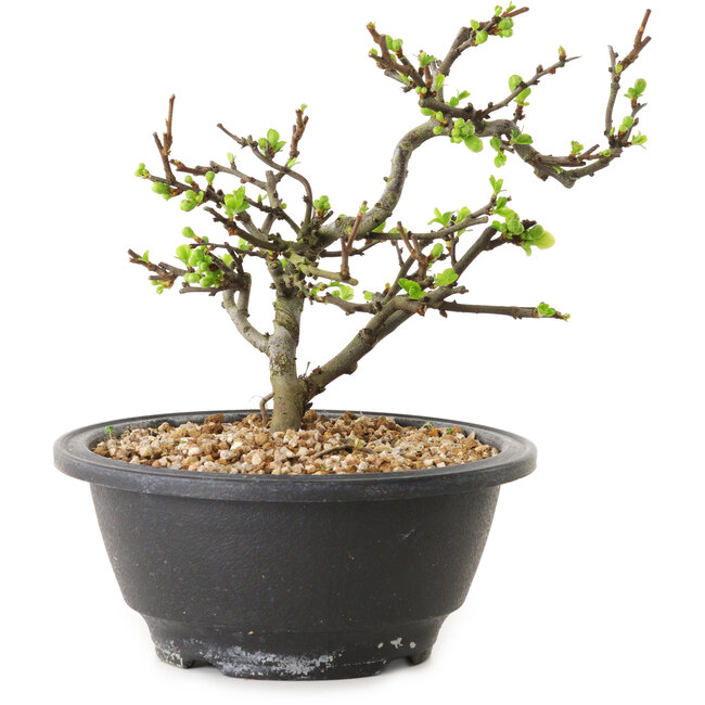 Chaenomeles speciosa con flores blancas, 16 cm, ± 12 años de edad.