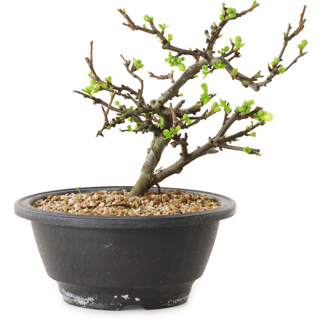 Chaenomeles speciosa à fleurs blanches, 16 cm, ± 12 ans