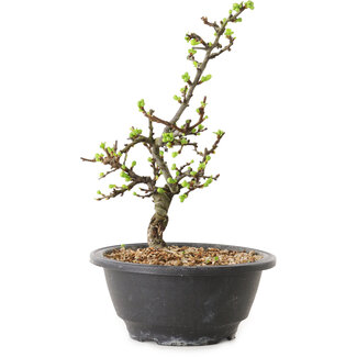 Chaenomeles speciosa à fleurs blanches, 16 cm, ± 12 ans